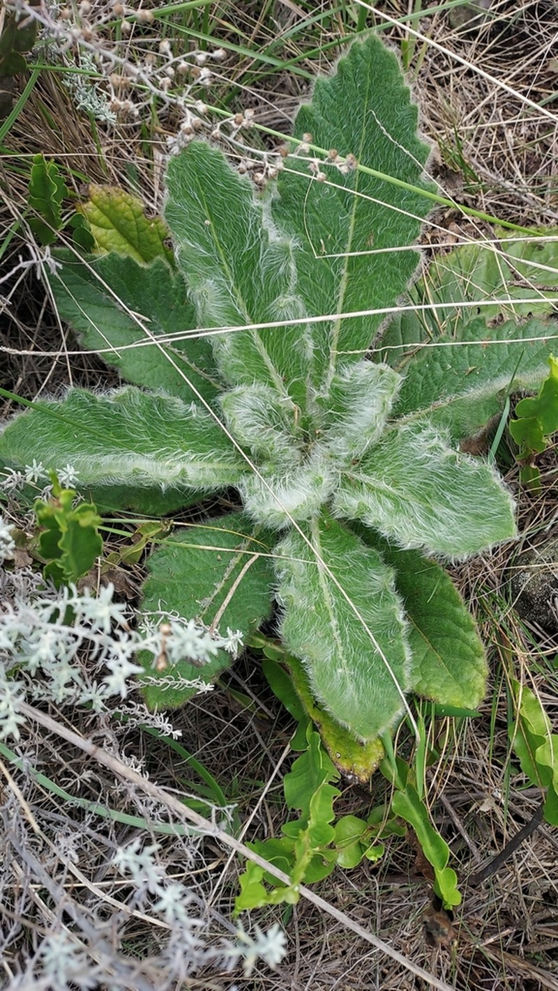 Stenachaenium riedelii photo 5