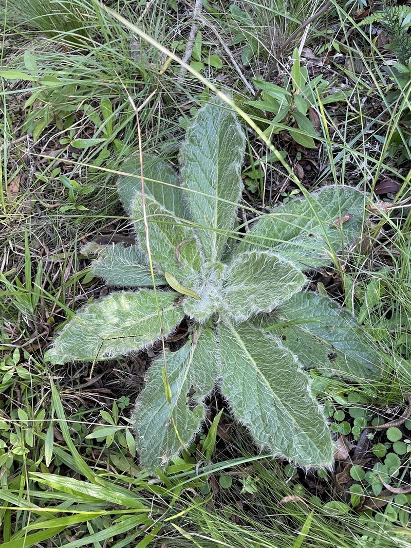 Stenachaenium riedelii photo 6