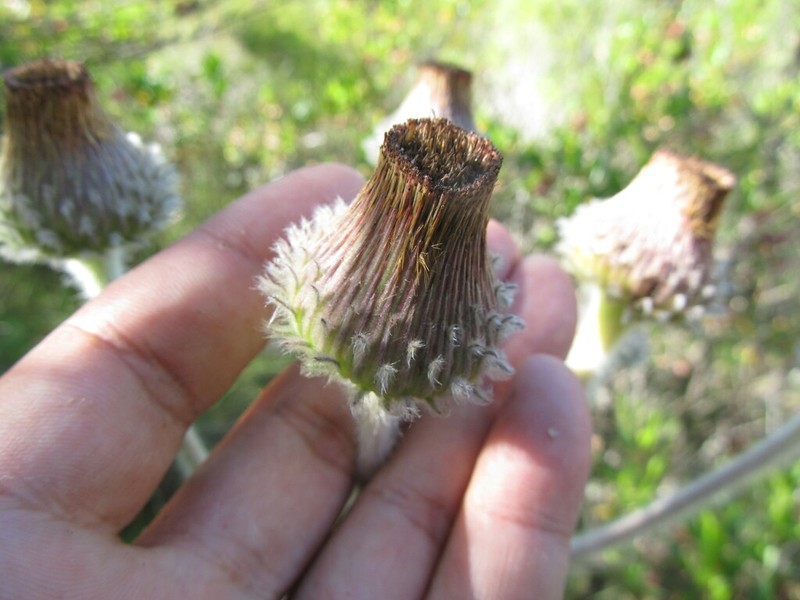 Stenachaenium riedelii photo 8
