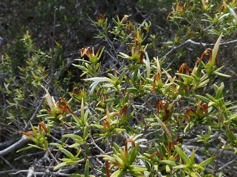Stenandriopsis decaryi