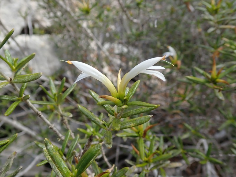Stenandriopsis decaryi photo 3