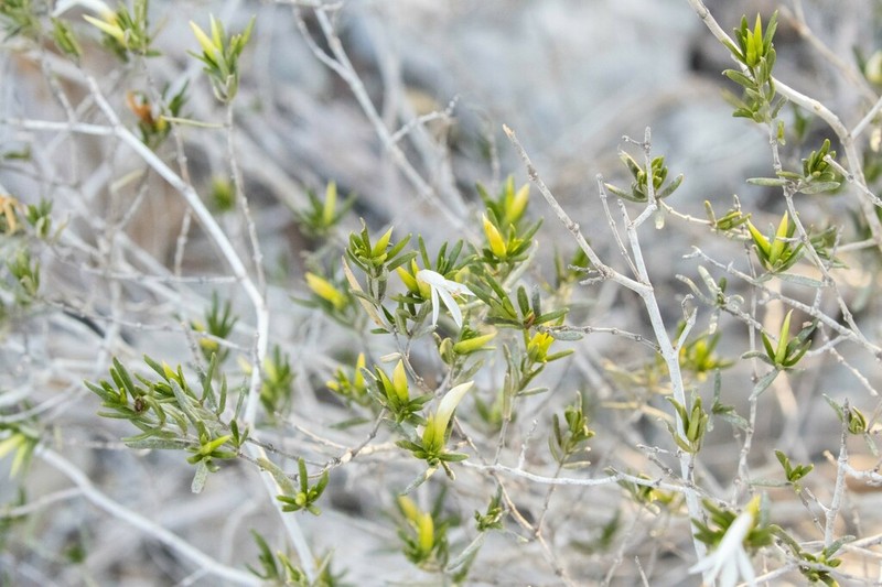 Stenandriopsis decaryi photo 6