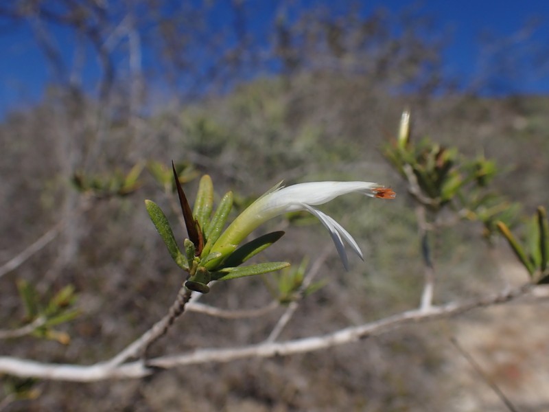 Stenandriopsis decaryi photo 7