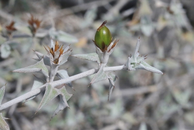 Stenandriopsis gossypina