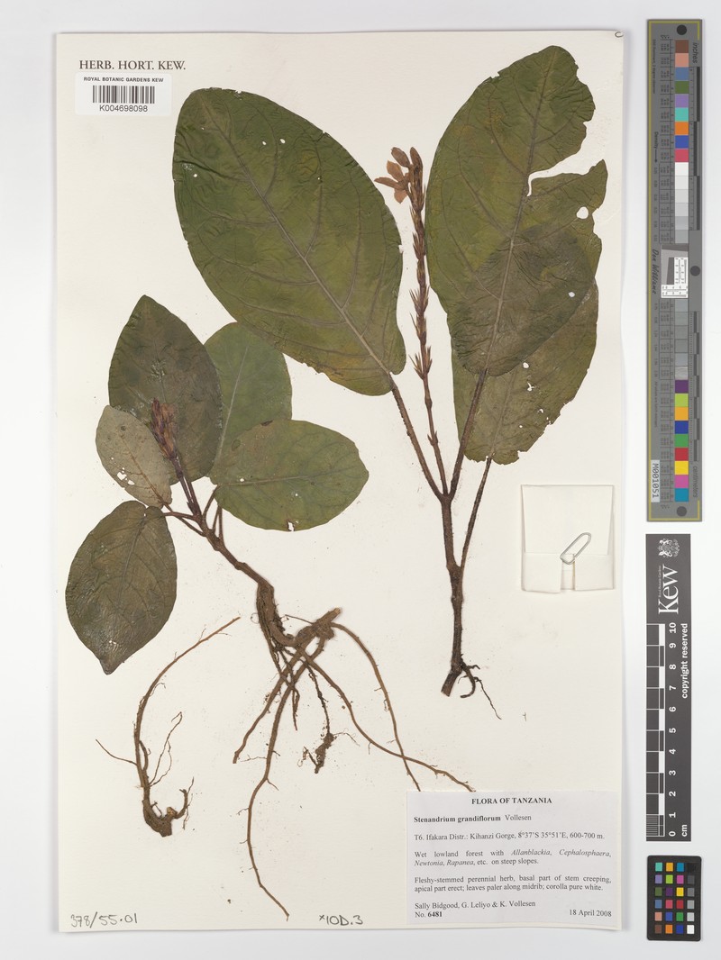 Stenandriopsis grandiflora