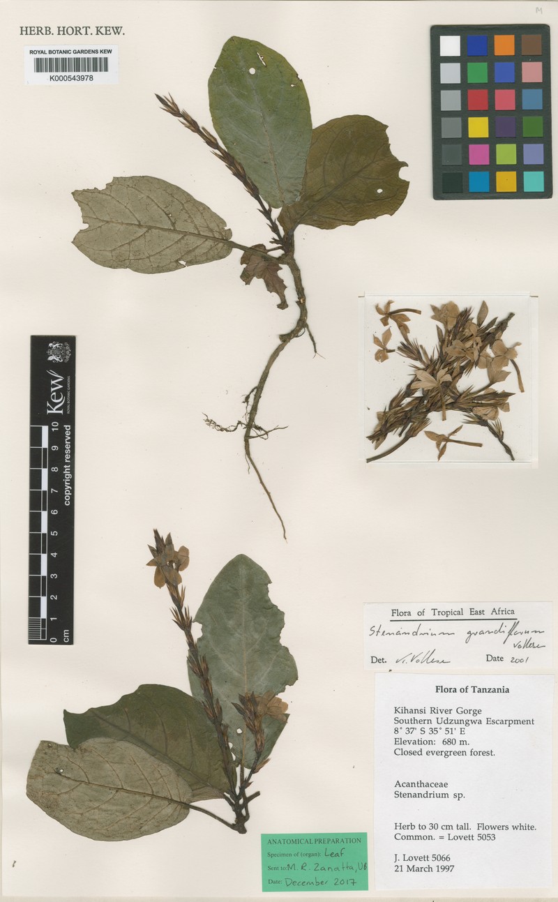 Stenandriopsis grandiflora photo 2