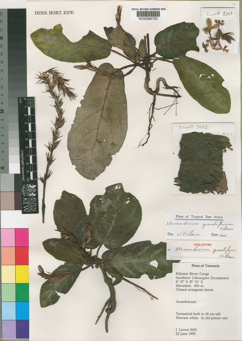 Stenandriopsis grandiflora photo 3
