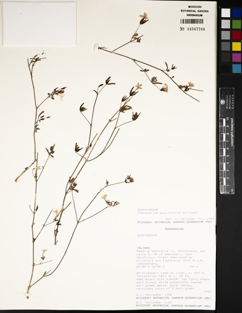 Stenandriopsis pauciflora