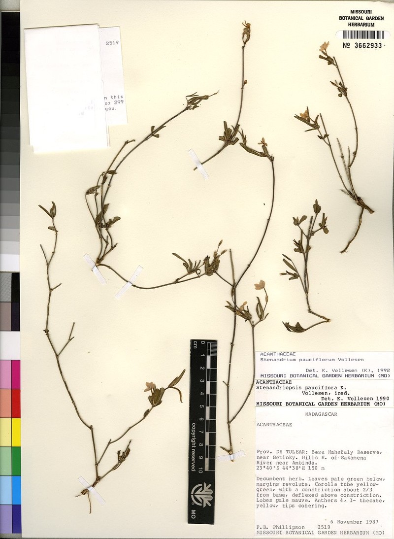 Stenandriopsis pauciflora photo 2