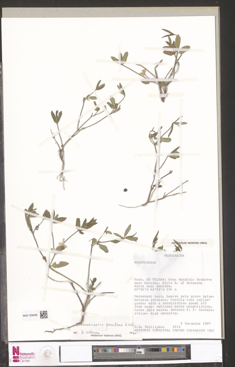 Stenandriopsis pauciflora photo 3