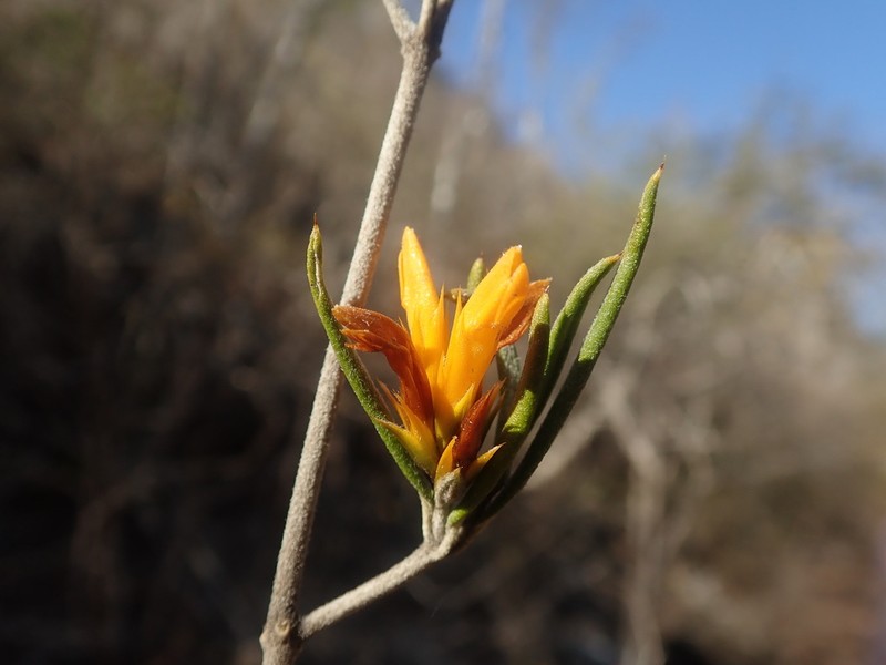 Stenandriopsis pungens