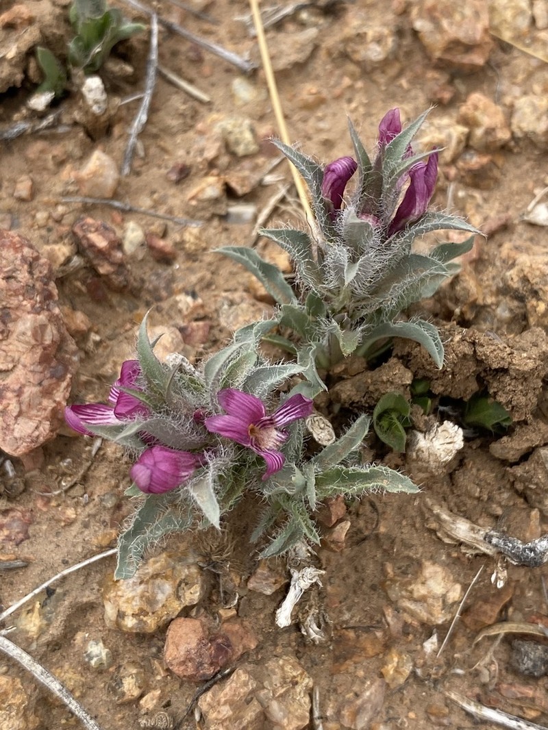 Early Shaggytuft photo 6