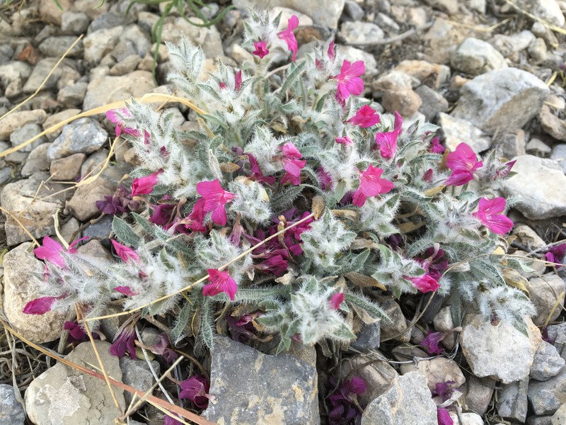 Early Shaggytuft photo 7