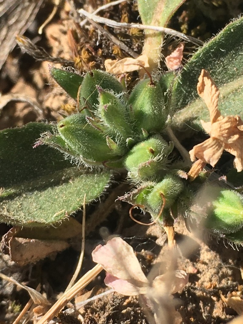Sweet Shaggytuft photo 4