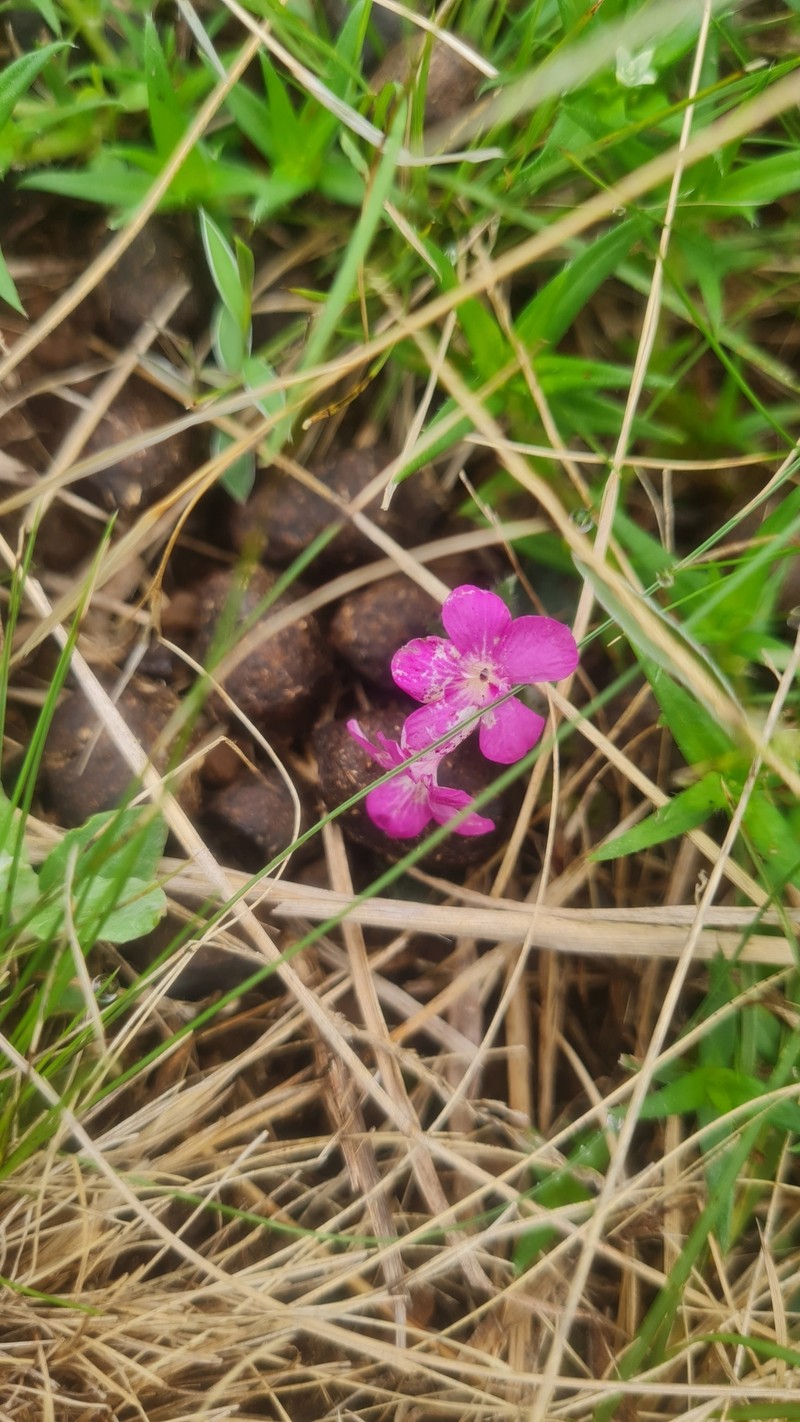 Stenandrium dulce var. dulce