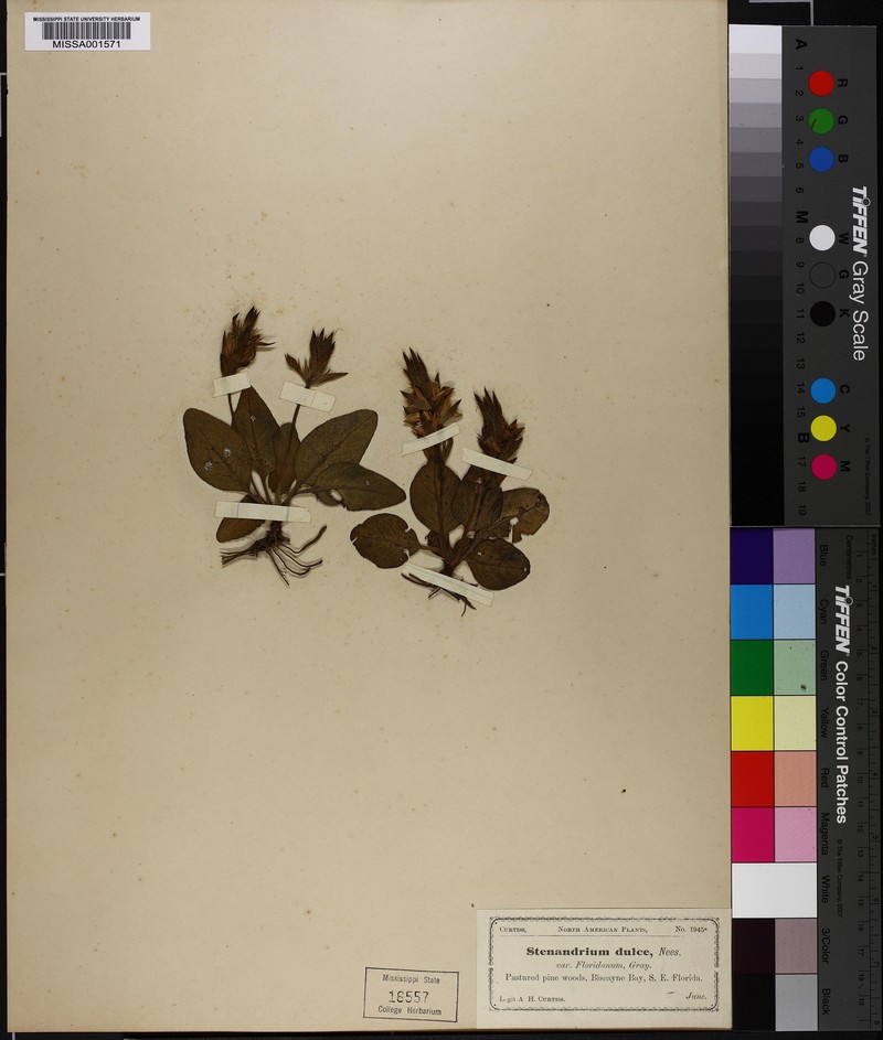 Stenandrium dulce var. floridanum photo 2