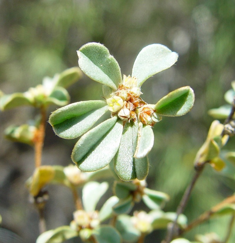 Stenanthemum notiale subsp. notiale
