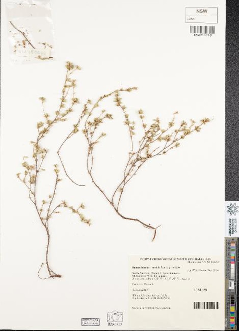Stenanthemum notiale subsp. notiale photo 2