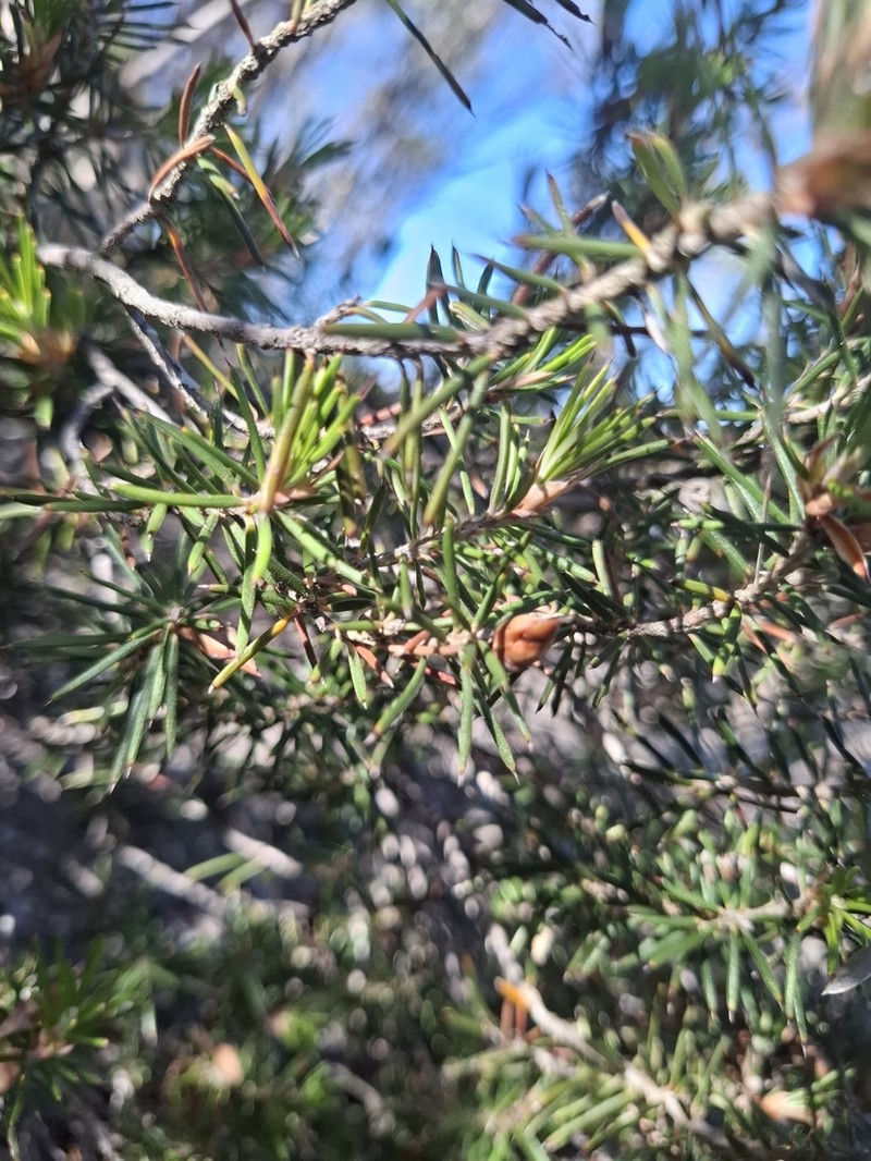 Stenanthera lacsalaria