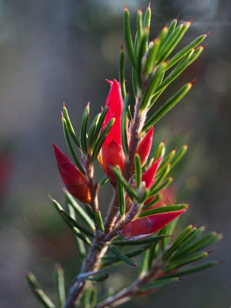Stenanthera lacsalaria photo 2