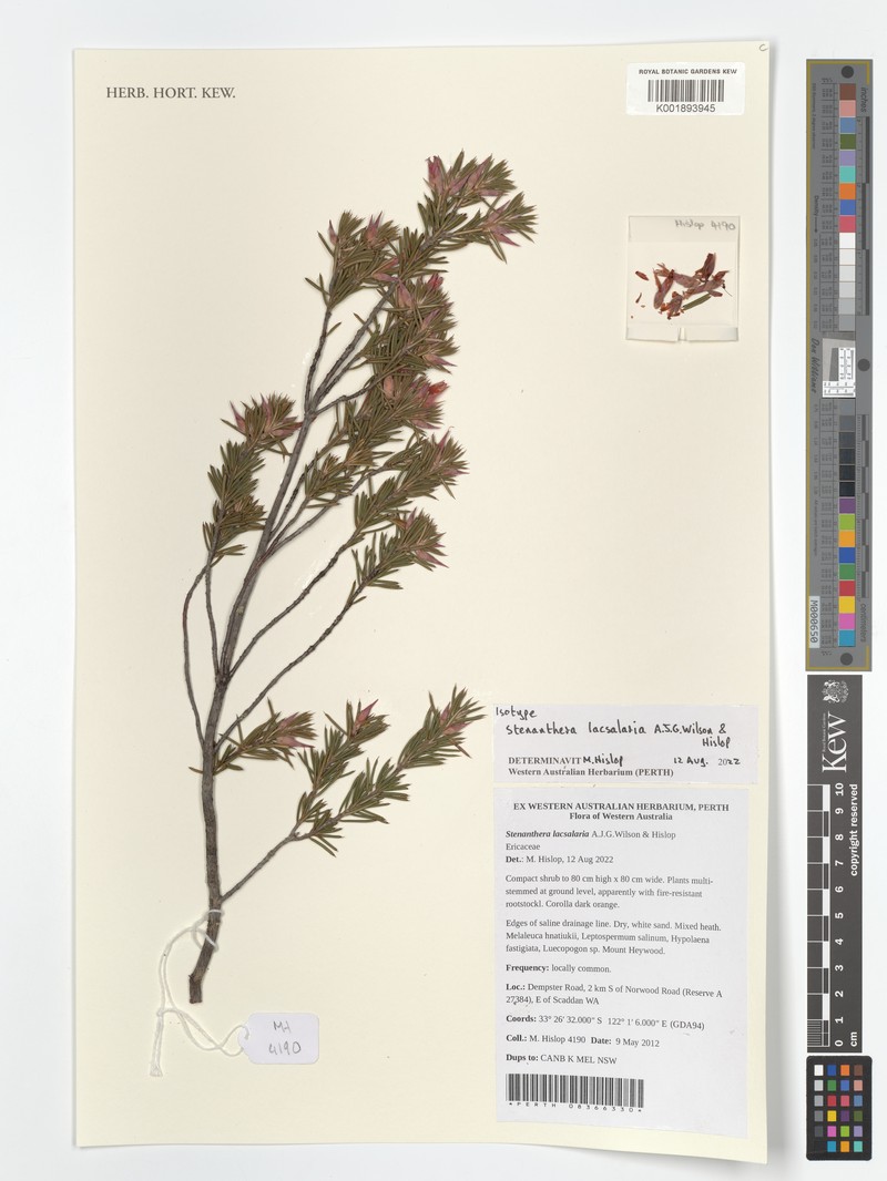 Stenanthera lacsalaria photo 3