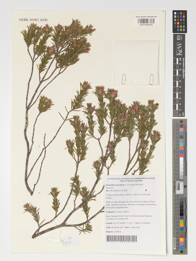 Stenanthera lacsalaria photo 4