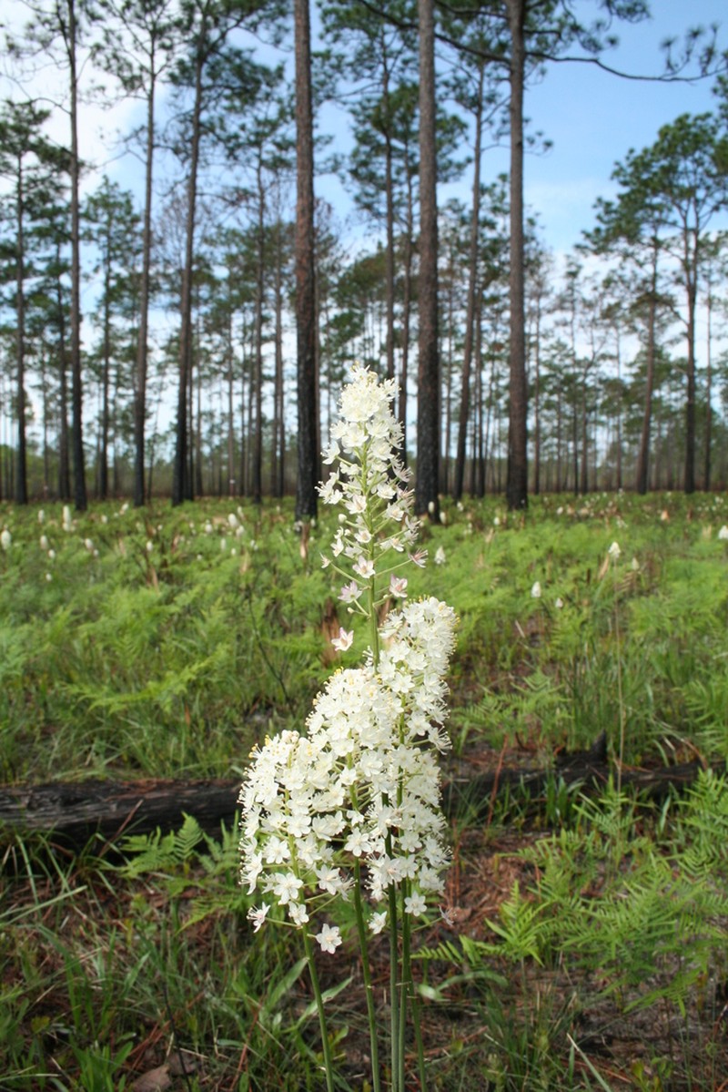 Osceola's Plume photo 4