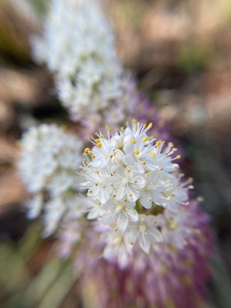 Osceola's Plume photo 5
