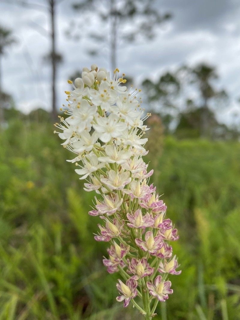 Osceola's Plume photo 6