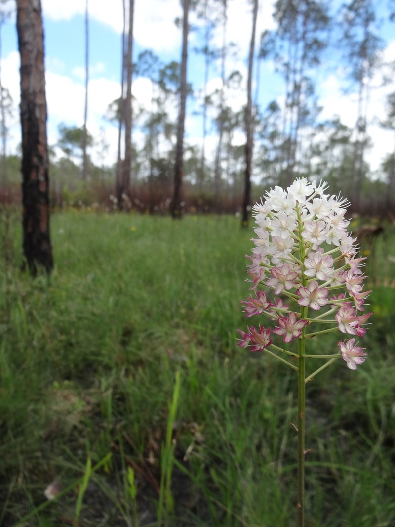 Osceola's Plume photo 7