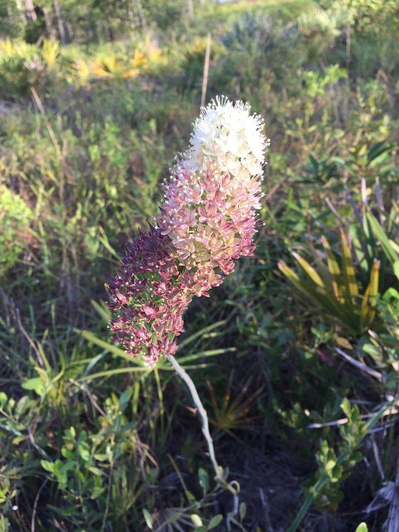 Osceola's Plume photo 8