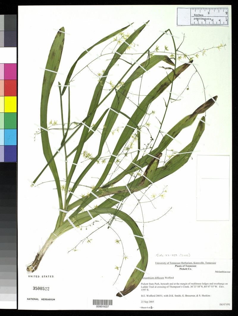 Stenanthium diffusum