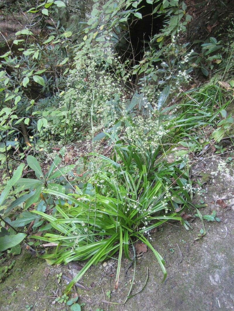 Stenanthium diffusum photo 2