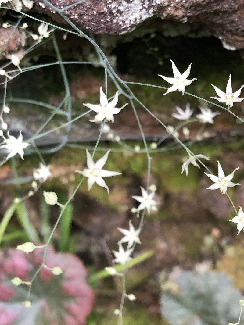 Stenanthium diffusum photo 3