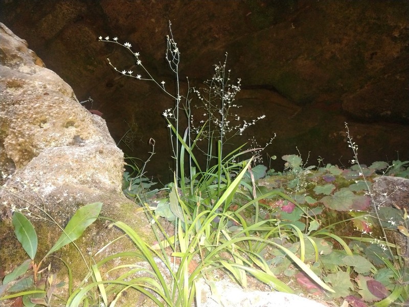 Stenanthium diffusum photo 4