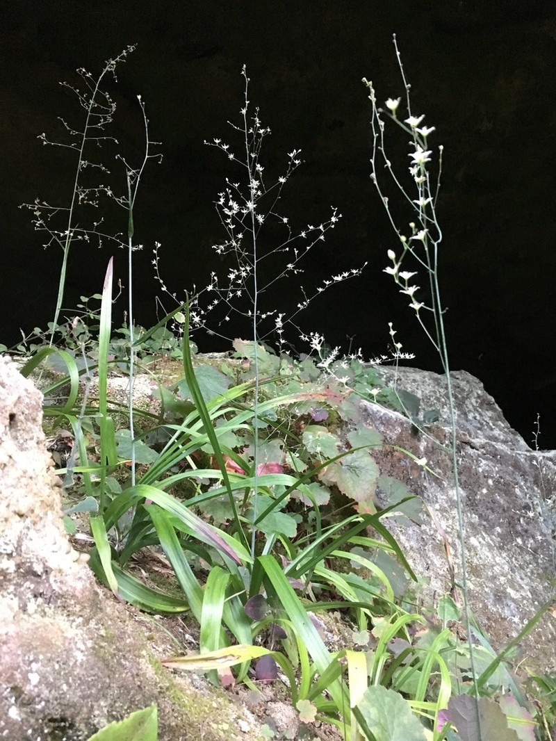 Stenanthium diffusum photo 5