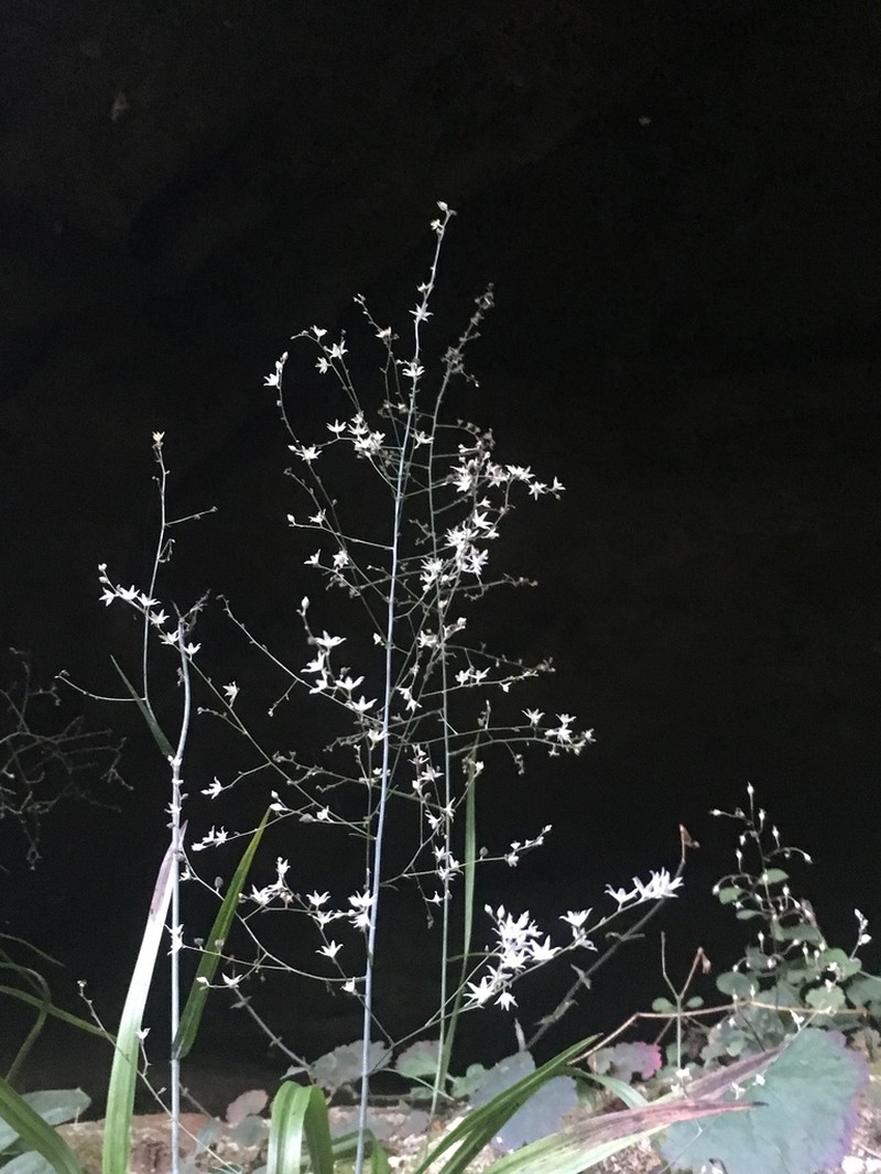 Stenanthium diffusum photo 6