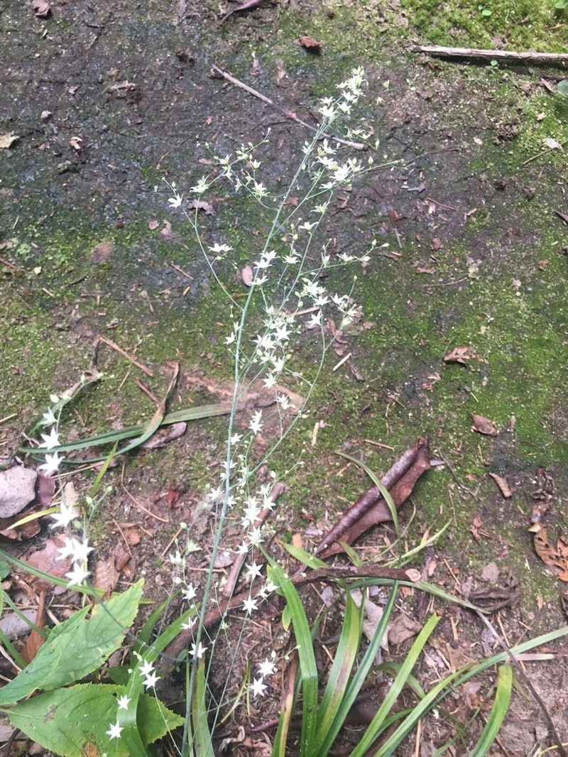 Stenanthium diffusum photo 7
