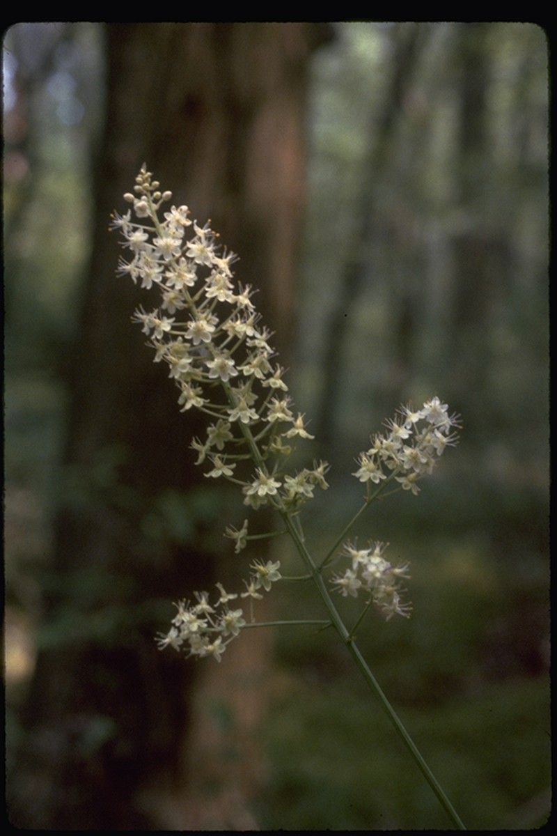 Pine Barren Deathcamas photo 3