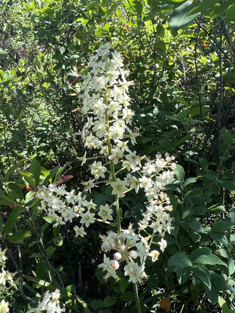 Pine Barren Deathcamas photo 4