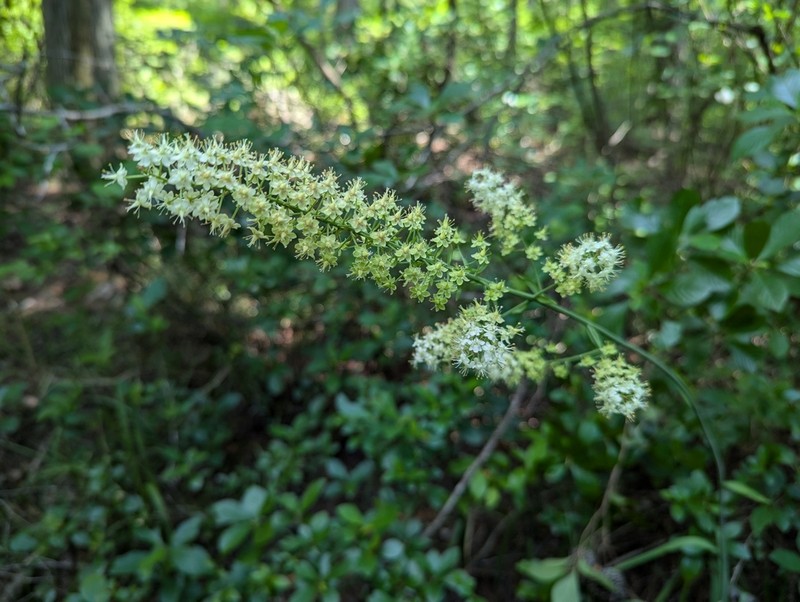 Pine Barren Deathcamas photo 5