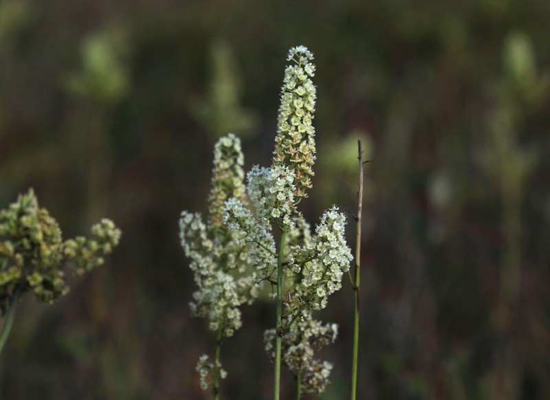 Pine Barren Deathcamas photo 6