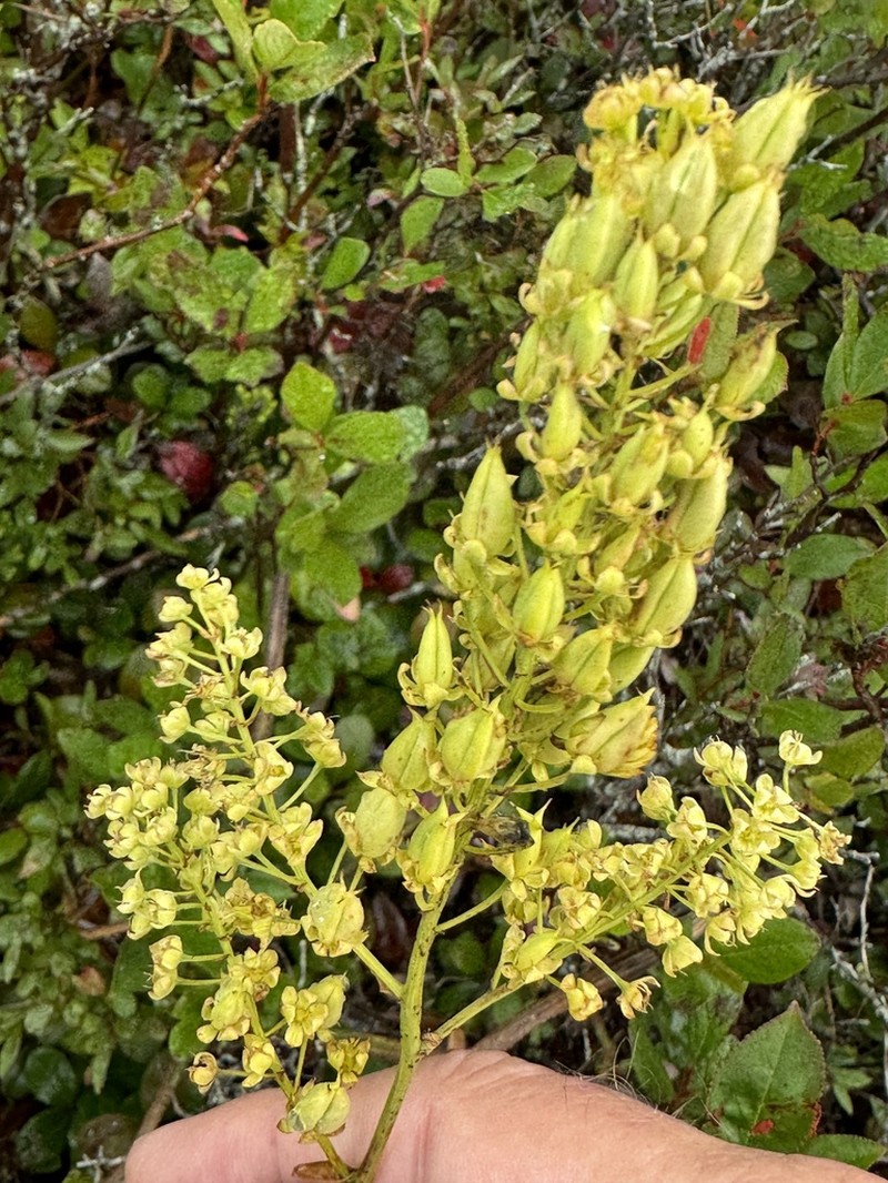 Pine Barren Deathcamas photo 7