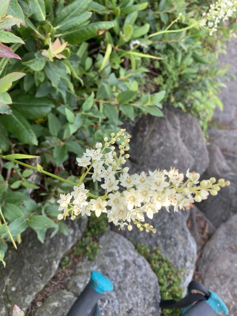 Pine Barren Deathcamas photo 8