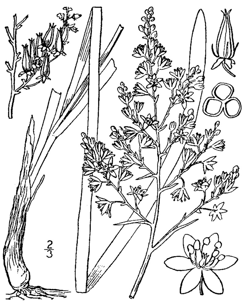 Pine Barren Deathcamas