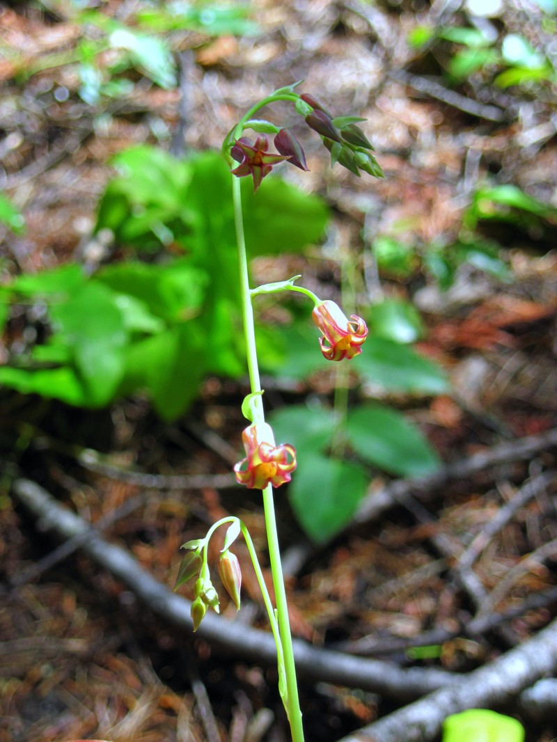 Western Featherbells