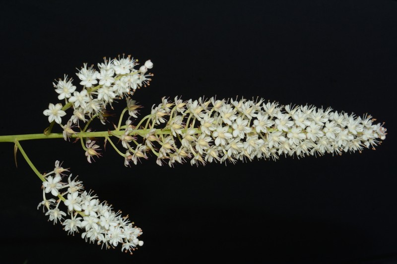 Stenanthium tennesseense