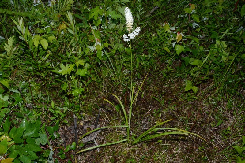 Stenanthium tennesseense photo 2