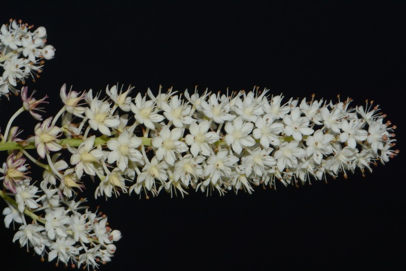 Stenanthium tennesseense photo 3