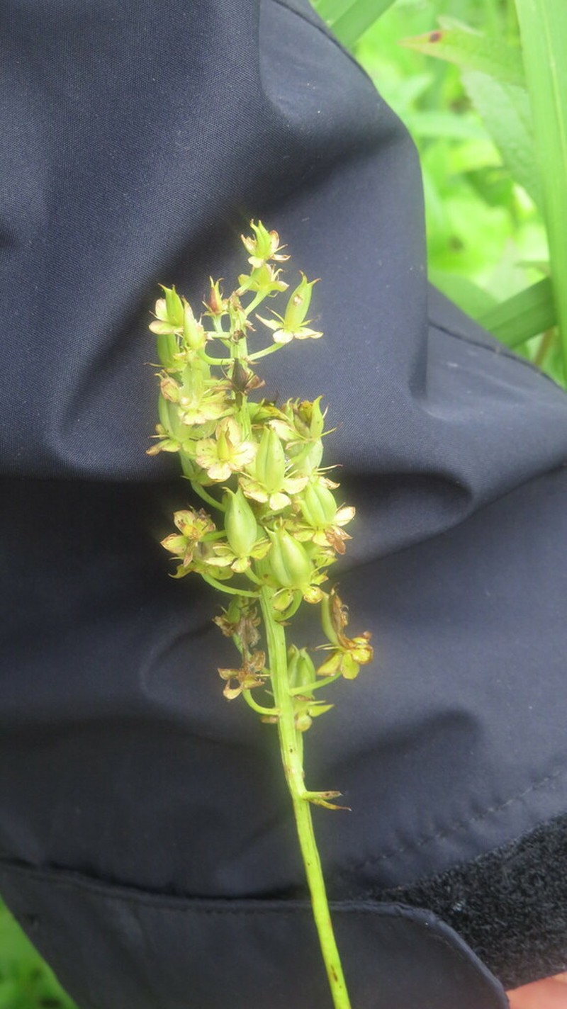 Stenanthium tennesseense photo 4